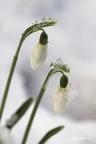 Kleines Schneeglöckchen (Galanthus nivalis)